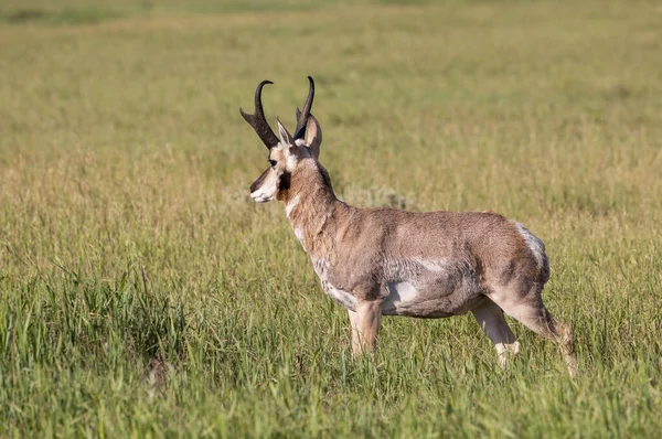 Buck Antílope Pronome Wyoming Verão — Fotografia de Stock