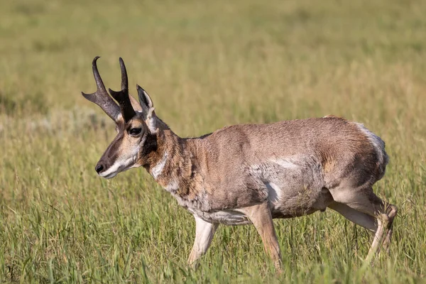 Pronghorn Antelope Buck Wyoming Summer — Stock Fotó