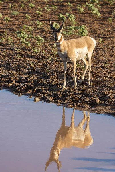 Pronghorn Antelope Buck Reflected Wyoming Desert Waterhole — 스톡 사진