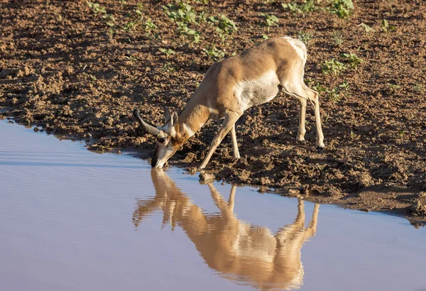 Egy Pronghorn Antilop Buck Tükröződik Egy Wyomingi Sivatagi Víznyelőben — Stock Fotó