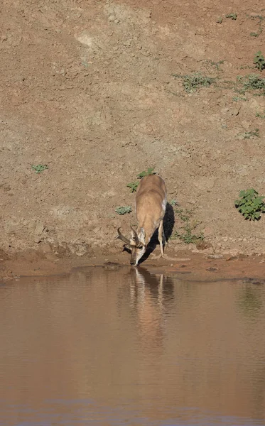 Egy Pronghorn Antilop Buck Tükröződik Egy Wyomingi Sivatagi Víznyelőben — Stock Fotó