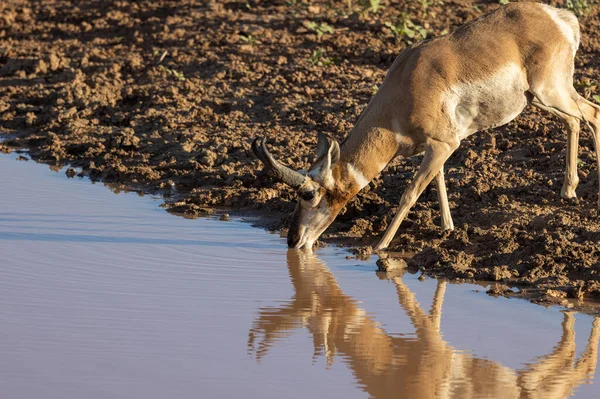 Buck Antílope Pronghorn Refletido Waterhole Deserto Wyoming — Fotografia de Stock