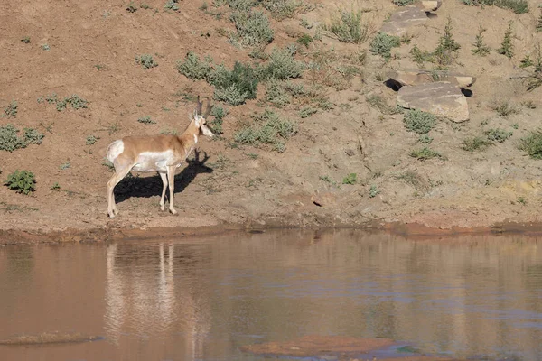 Pronghorn Antelope Buck Reflected Wyoming Desert Waterhole — Foto de Stock