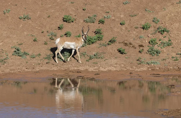 Pronghorn Antelope Buck Reflected Wyoming Desert Waterhole — Stock Fotó