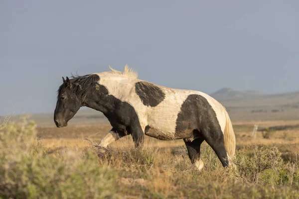 Ein Schönes Wildpferd Der Wüste Von Utah — Stockfoto