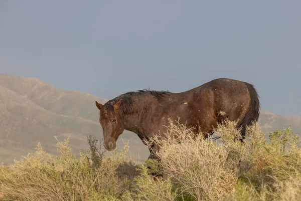 Hermoso Caballo Salvaje Desierto Utah — Foto de Stock