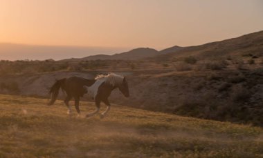 Utah çölünde gün batımında vahşi bir at silueti.
