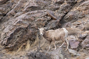 Idaho 'da kışın bir koyun koyunu.