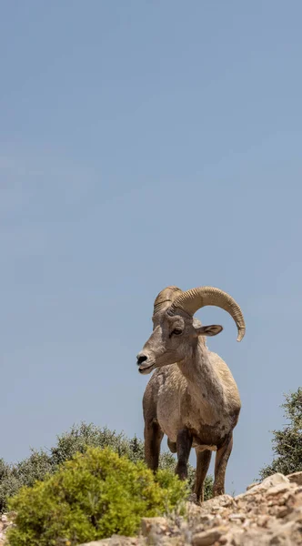 a bighorn sheep ram in summer in Montana