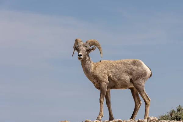 Bighorn Sheep Ram Summer Montana — Stockfoto