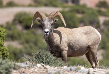 Montana 'da yazın bir sığır çobanı.