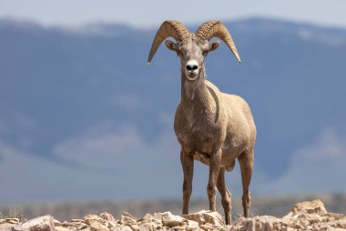 Montana 'da yazın bir sığır çobanı.