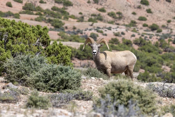 Bighorn Sheep Ram Summer Montana — Stock Photo, Image