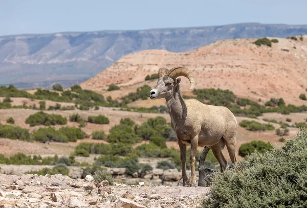 a bighorn sheep ram in summer in Montana