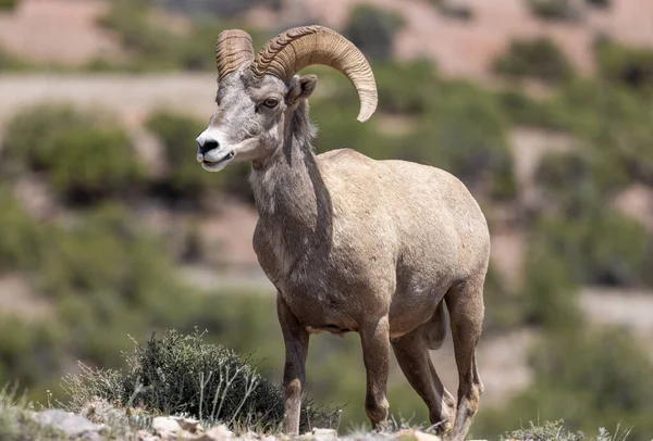 Een Bighorn Schapenram Zomer Montana — Stockfoto