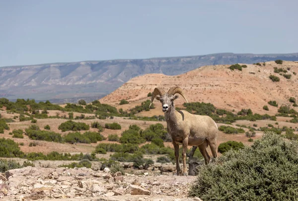 Bighorn Sheep Ram Summer Montana — Zdjęcie stockowe