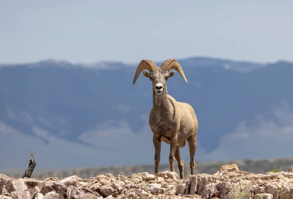 Bighorn Sheep Ram Summer Montana — Stock Photo, Image