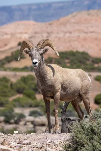 a bighorn sheep ram in summer in Montana