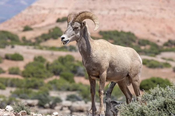 a bighorn sheep ram in summer in Montana