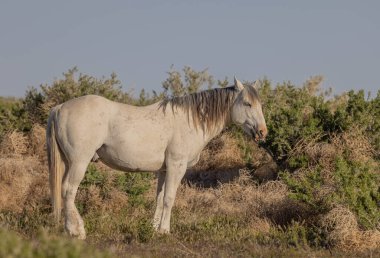 Baharda Utah çölünde güzel vahşi bir at.