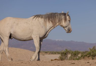 Baharda Utah çölünde güzel vahşi bir at.