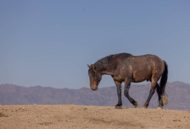 Baharda Utah çölünde güzel vahşi bir at.