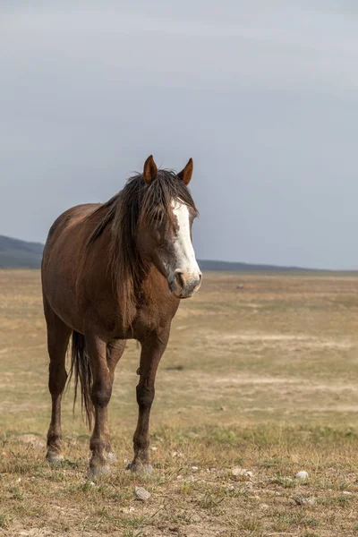 ユタ砂漠の春の美しい野生の馬 — ストック写真