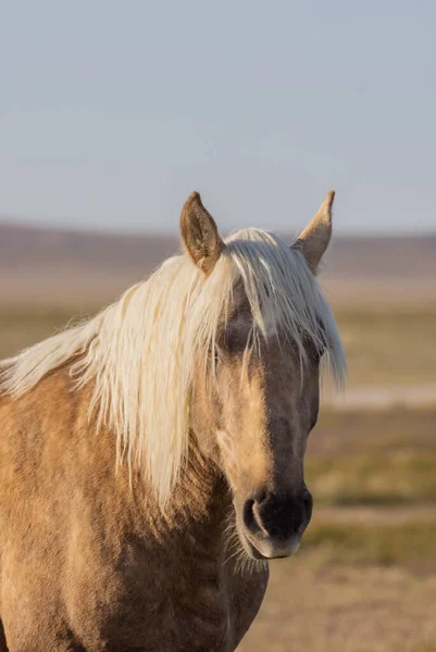 春天犹他州沙漠中的一匹美丽的野马 — 图库照片