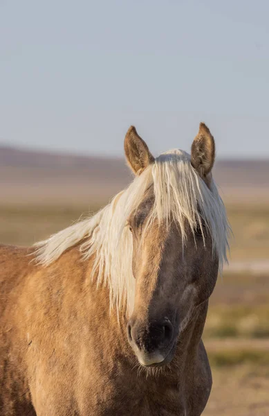 Ένα Όμορφο Άγριο Άλογο Την Άνοιξη Στην Έρημο Της Γιούτα — Φωτογραφία Αρχείου