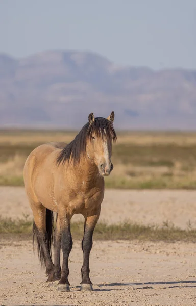 Belo Cavalo Selvagem Primavera Deserto Utah — Fotografia de Stock