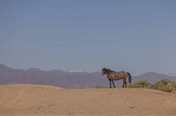 Ein Schönes Wildpferd Frühling Der Wüste Von Utah — Stockfoto