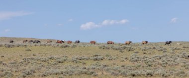 Wyoming Çölü 'ndeki McCullough Tepeleri' nde vahşi atlar.
