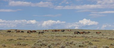 Wyoming Çölü 'ndeki McCullough Tepeleri' nde vahşi atlar.