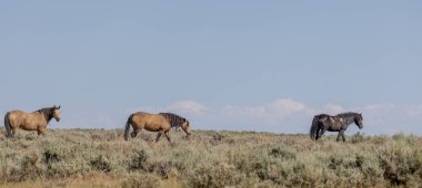 Wyoming Çölü 'ndeki McCullough Tepeleri' nde vahşi atlar.