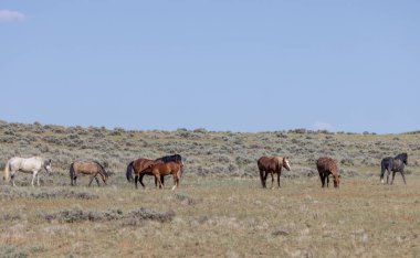 Wyoming Çölü 'ndeki McCullough Tepeleri' nde vahşi atlar.