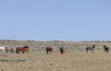 Wyoming Çölü 'ndeki McCullough Tepeleri' nde vahşi atlar.