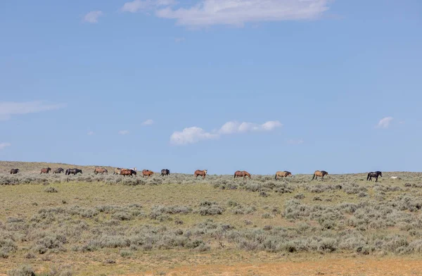 Wild Horses Summer Mccullough Peaks Hma Wyoming Desert — 图库照片