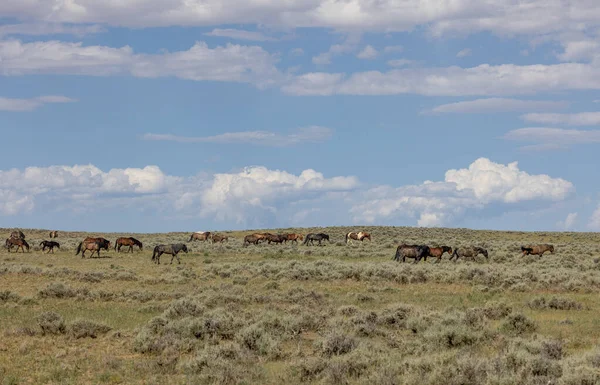 Wild Horses Summer Mccullough Peaks Hma Wyoming Desert — Stock fotografie