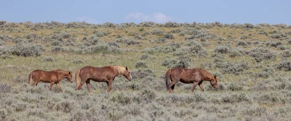 Wilde Paarden Zomer Mccullough Peaks Hma Wyoming Woestijn — Stockfoto