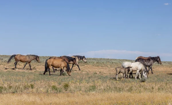 Wild Horses Summer Mccullough Peaks Hma Wyoming Desert — Stok fotoğraf