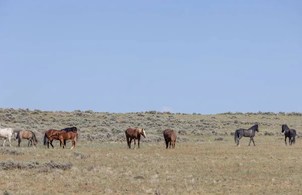 Wyoming Çölü 'ndeki McCullough Tepeleri' nde vahşi atlar.