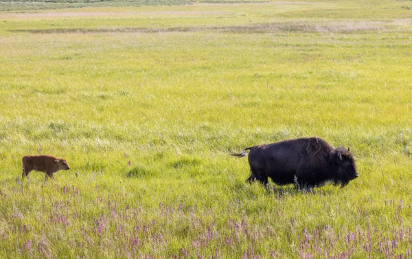 Bizona Krowa Cielę Parku Narodowym Yellowstone Wyoming Latem — Zdjęcie stockowe