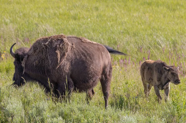 Bison Cow Calf Yellowstone National Park Wyoming Summer — стоковое фото