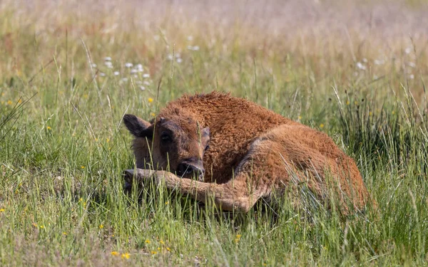 Cute Bison Calf Yellowstone National Park Wyoming Summer — Stock fotografie