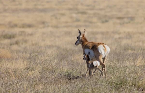 Pronghorn Antelope Doe Fawn Utah Desert — Foto Stock