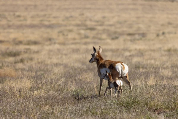 Pronghorn Antelope Doe Fawn Utah Desert — Foto Stock