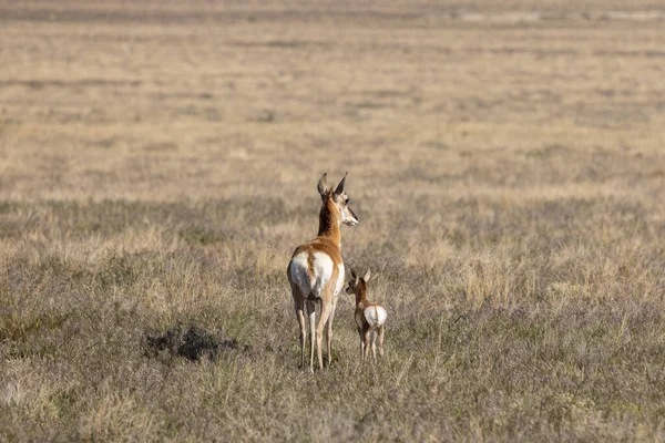 Pronghorn Antelope Doe Fawn Utah Desert — Foto Stock