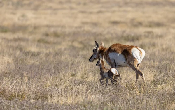 Pronghorn Antelope Doe Fawn Utah Desert — Foto de Stock