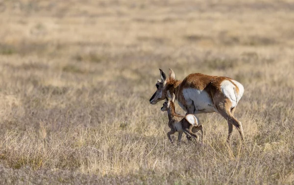 Pronghorn Antelope Doe Fawn Utah Desert — Foto Stock