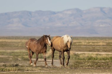 Baharda Utah çölünde vahşi atlar